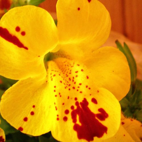 fleurs de Bach mimulus
